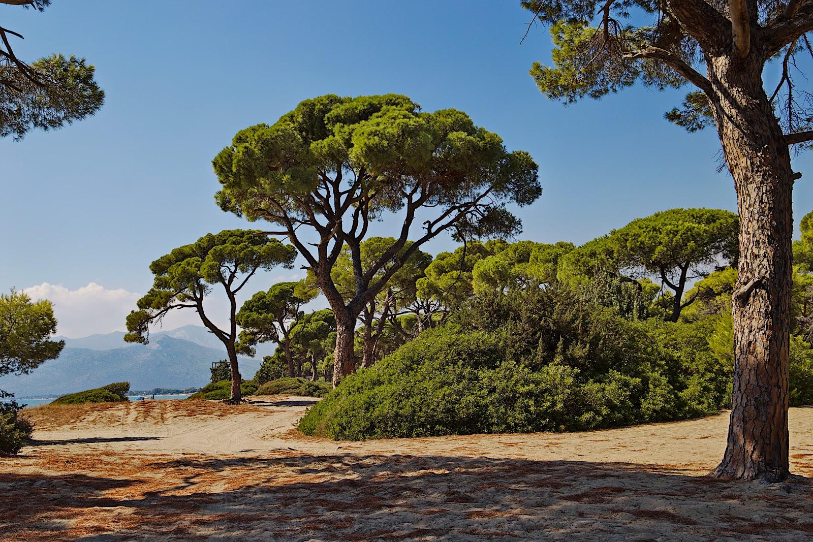 Schinias Beach